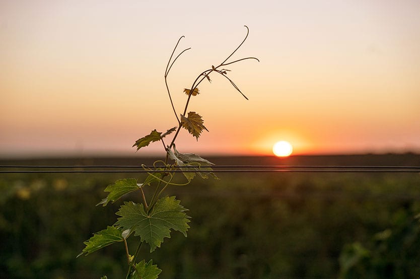 Resilience - lone vine in morning light