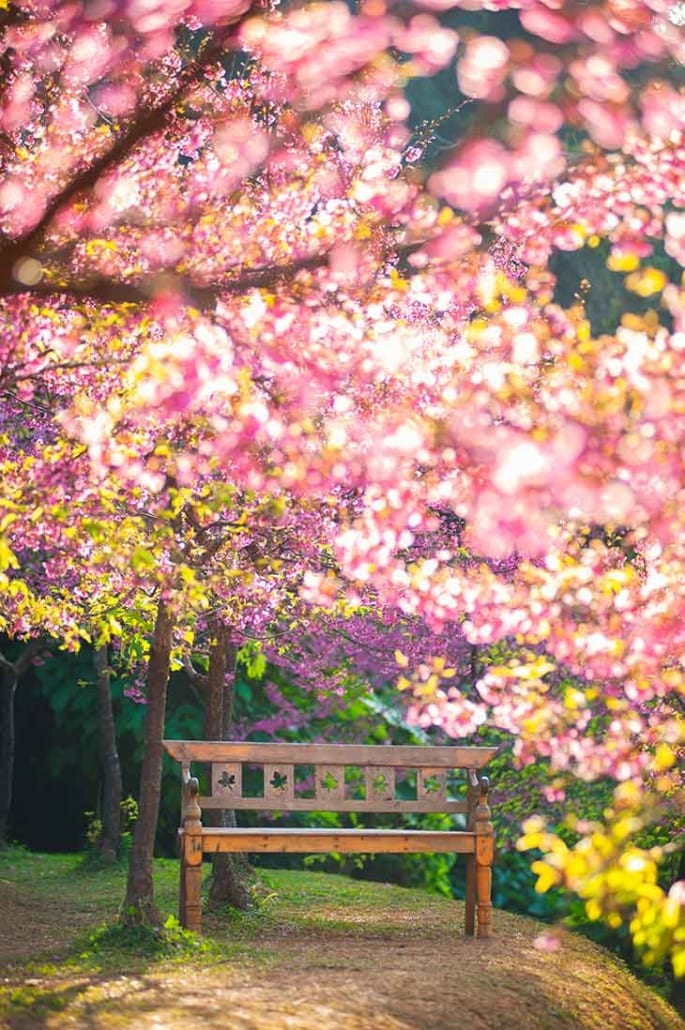 Spring season in full bloom with bench under pink sakura tree