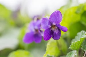 wild violet flowers - symbolize modesty