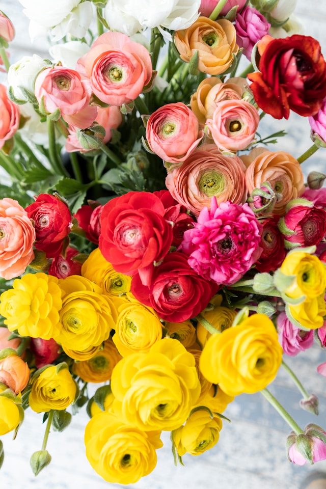 Yellow roses. Pink roses. Flower meanings. Yellow roses signify friendship. language of flowers. Dark crimson rose. Red roses symbolize love. Loyal love. White tulips symbolize forgiveness. Red rose. Happy life. Pink rose.